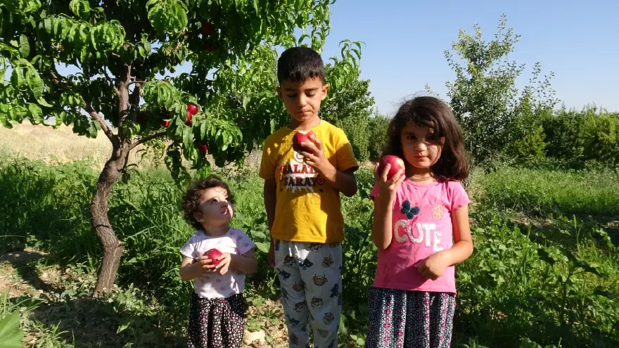 Malatya kayısısına rakip çıktı. Santa Maria ve nektarin 1
