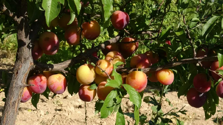 Malatya kayısısına rakip çıktı. Santa Maria ve nektarin 