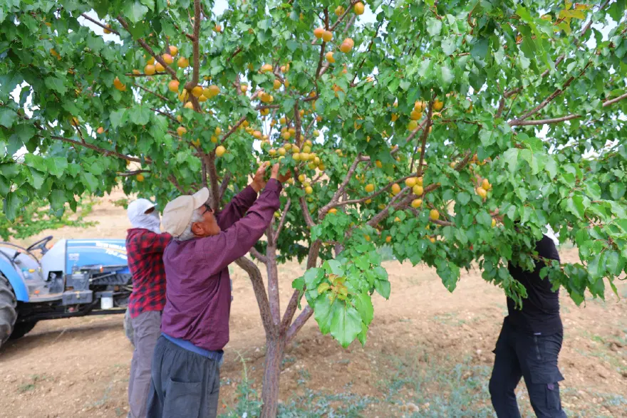 "AMERİKA'DA 950 PROJE ARASINDA GÜMÜŞ DERECE" 2 "AMERİKA'DA 950 PROJE ARASINDA GÜMÜŞ DERECE" 2