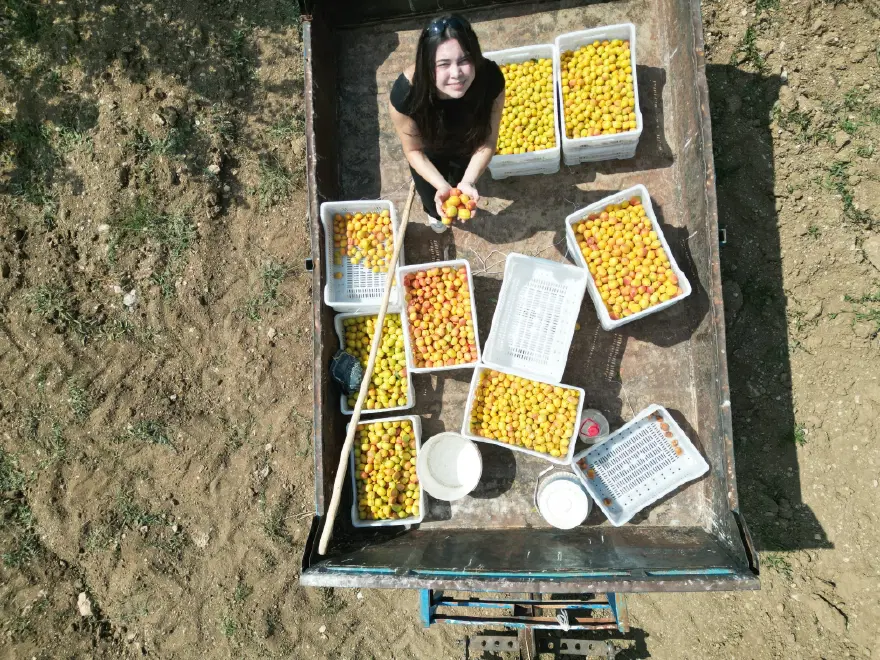 Proje Türkiye birincisi oldu. Susuz bölgede yetiştirdi, 4 ton verim aldı 1 Proje Türkiye birincisi oldu. Susuz bölgede yetiştirdi, 4 ton verim aldı 1