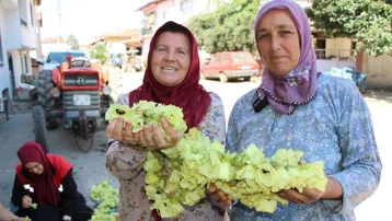 Altın değerinde, gece gündüz alıcısı var. "Hızır'ın cebinden düşmüş, topla topla bitmiyor"