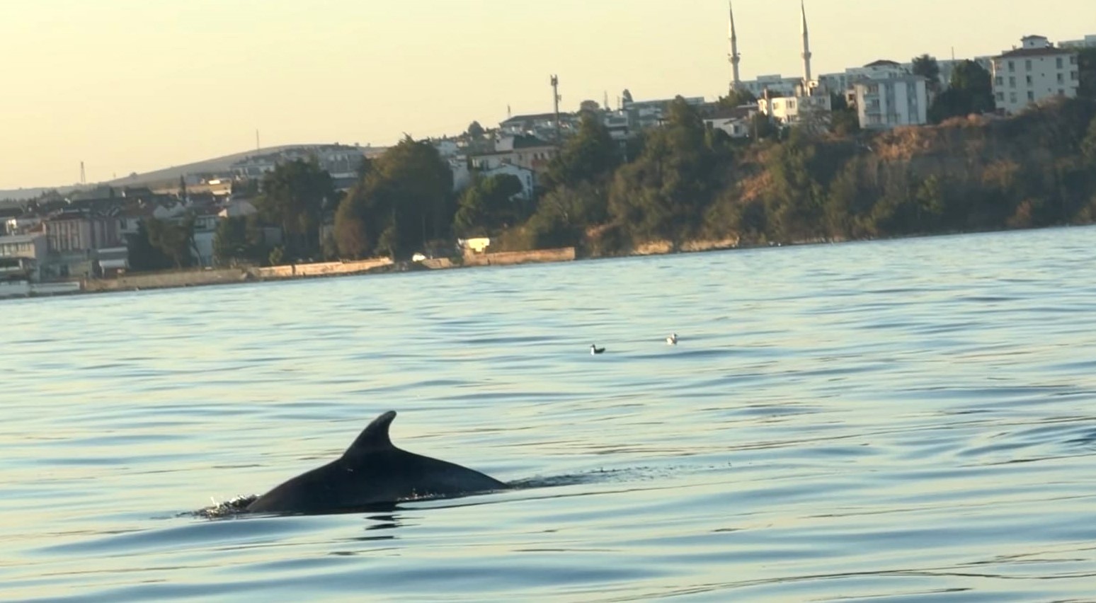 Tekirdağ açıklarında yunuslar bir tekneye eşlik etti