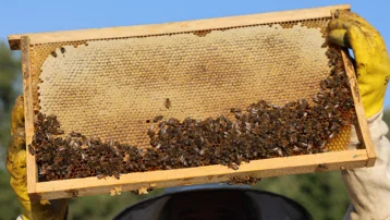 Yağışlar bereket getirdi. Kovan başına verim yüzde 20 arttı