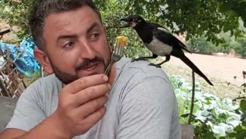 Yanından ayrılmayan saksağanın adını "Perişan" koydu