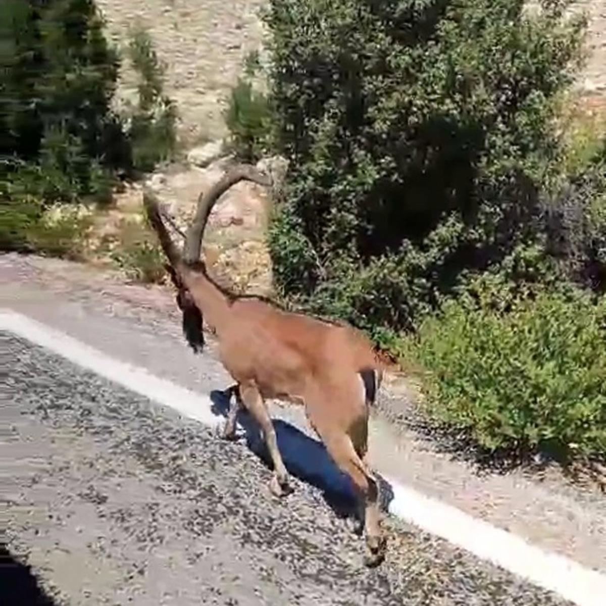 Dağ keçisi yola indi, sürücüler durdu