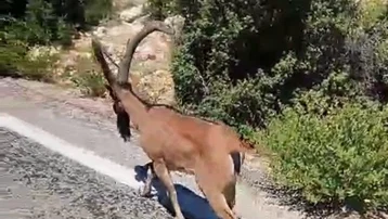 Dağ keçisi yola indi, sürücüler durdu