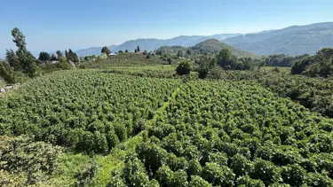 Adını Nebiyan Dağı'ndan alıyor. Daha tarladayken satılan lezzette hasat heyecanı