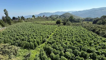 Adını Nebiyan Dağı'ndan alıyor. Daha tarladayken satılan lezzette hasat heyecanı