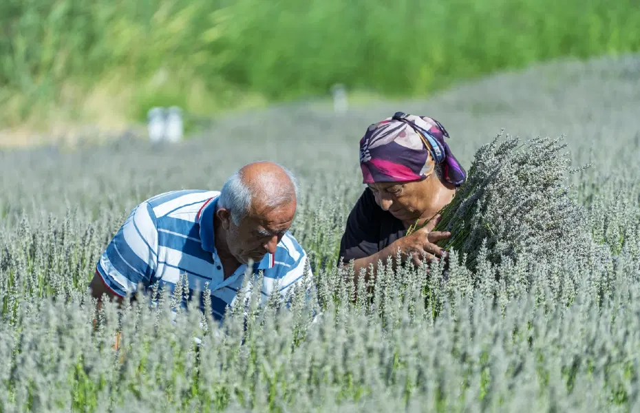 Umutla yetiştirdi, gözyaşlarıyla anlattı. Ürünlerine müşteri bulamadılar