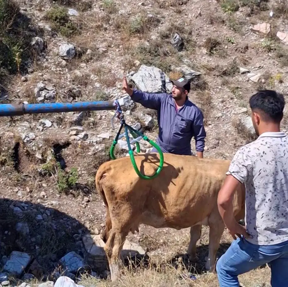 Sivas’ta 7 aylık gebe inek çukura düştü: Vinçle kurtarıldı