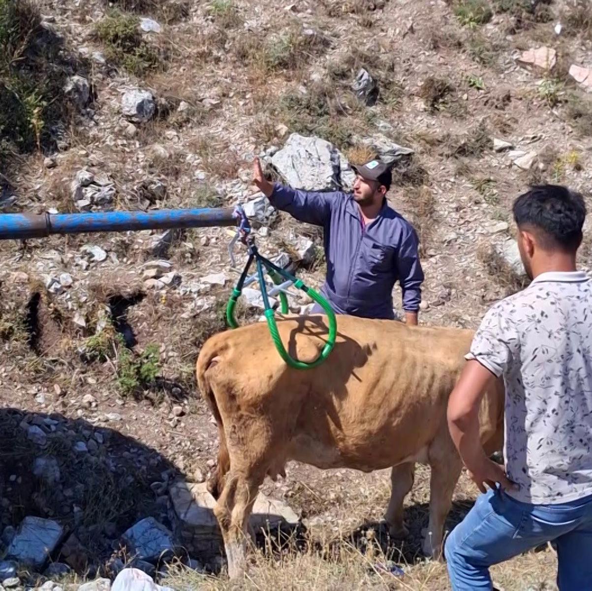 Sivas’ta 7 aylık gebe inek çukura düştü: Vinçle ku…