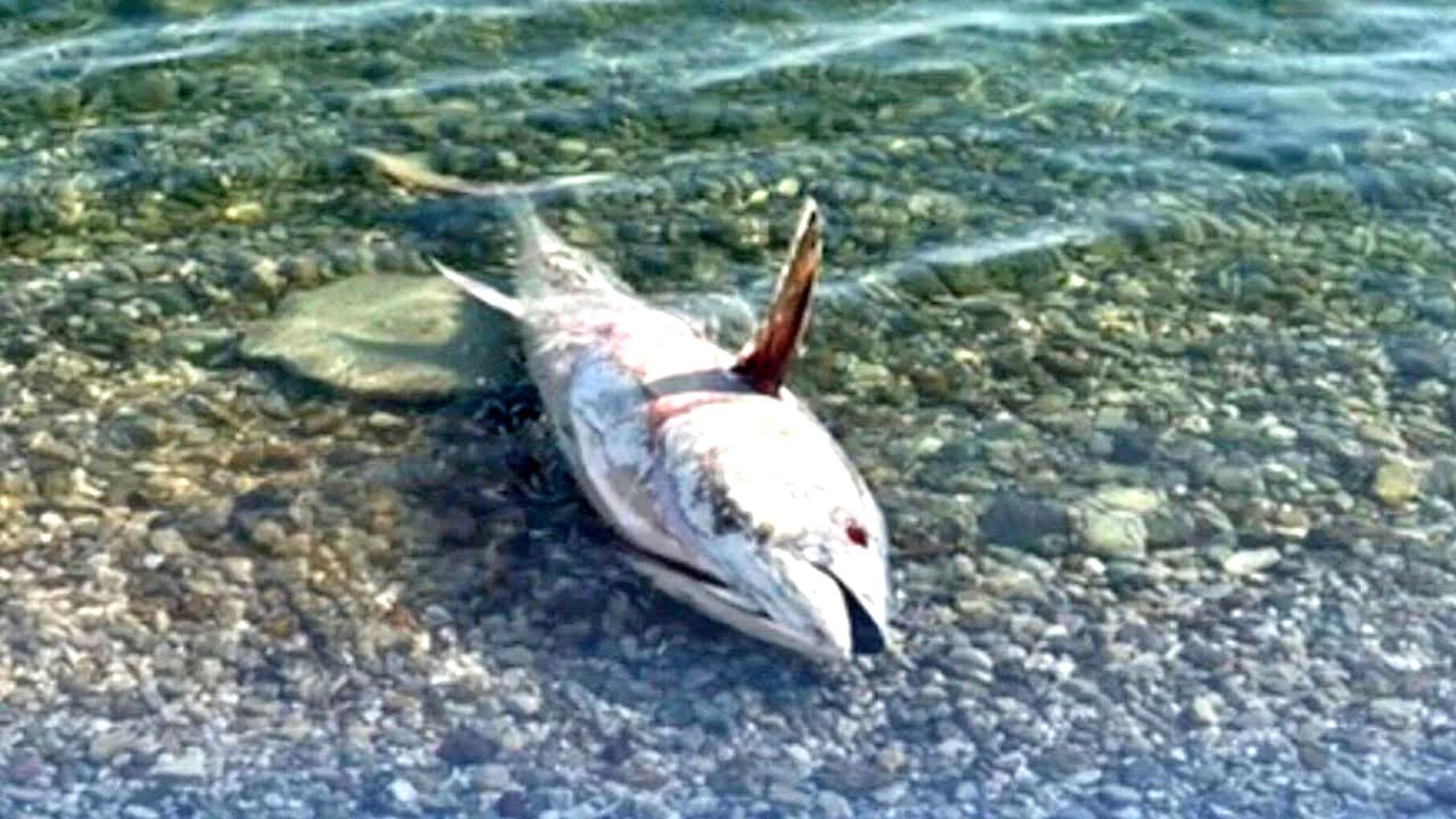 Çeşme ve Karaburun'da orkinos ölümleri yeniden görülmeye başladı