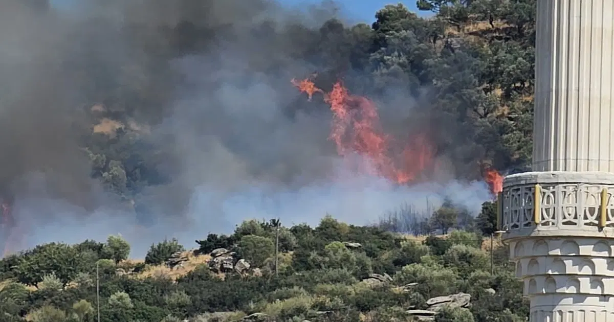 Gebze'de orman yangını. Ekipler sevk edildi
