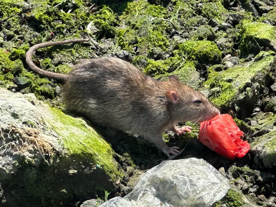 Fare bulduğu karpuzu afiyetle yedi. Gören cep telefonuna sarıldı