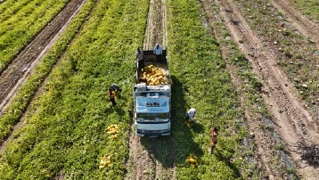 Tarladan zincir marketlere gidiyor. Hasat 3 ay sürüyor, kilo fiyatı 15 TL
