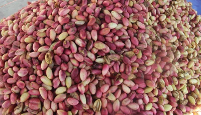 1 kilosu 700 lira. Tezgahta yerini aldıŞanlıurfa'da yetişen tescilli Ketenköyneği yeni mahsul fıstık tezgahlardaki yerini aldı. Sezonun ilk ürünleri kilogramı 700 liradan satışa sunuldu.