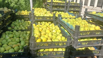 Fiyatı 80 ila 100 lira arasında değişiyor. Özenle toplanıp kasalara yerleştiriliyor