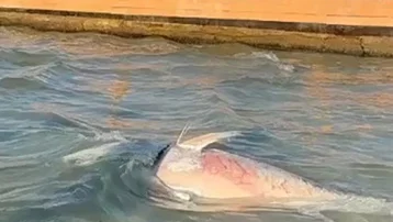 Yetkililer devrede. Sakın yemeyin, iç organları ve deriyi buluyor