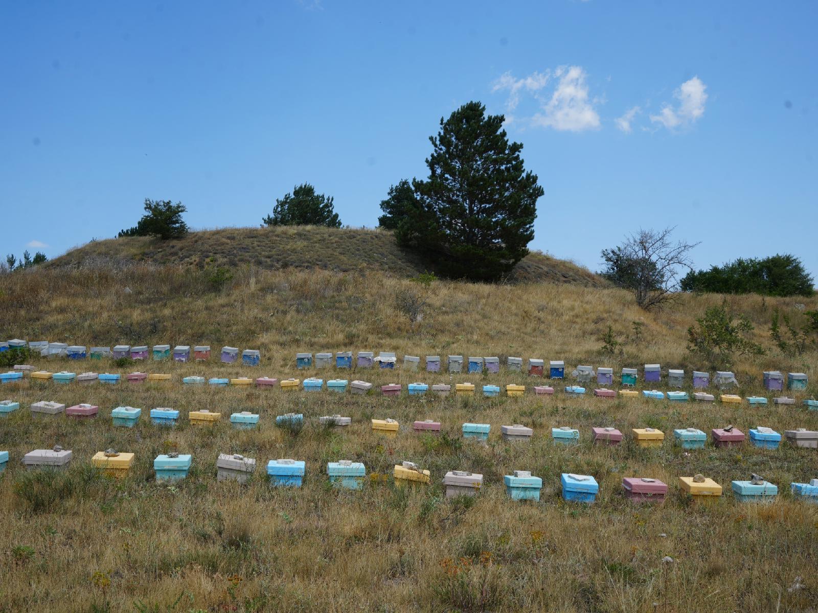 35 bin koloniyle üretimi yapıldı. 200 tonun üzerinde hasat, fiyatı bin 500 TL
