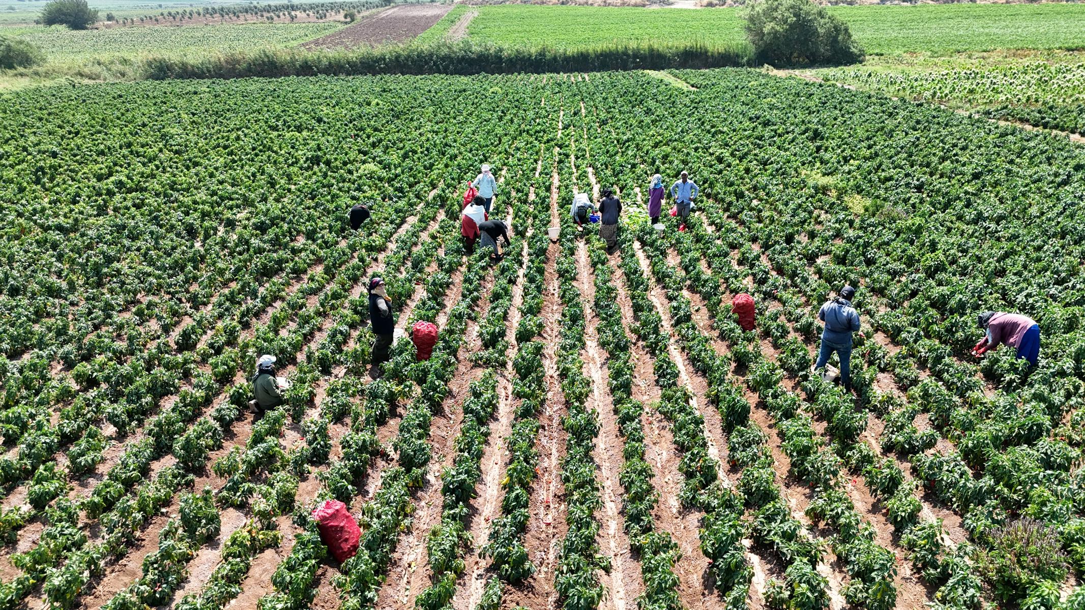 Ellerini yüzlerine süremiyorlar. Erkekleri 2 bin TL, kadınların bin 100 TL kazancı var