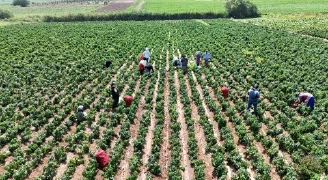 Ellerini yüzlerine süremiyorlar. Erkekleri 2 bin TL, kadınların bin 100 TL kazancı var