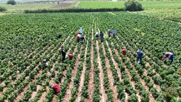 Ellerini yüzlerine süremiyorlar. Erkekleri 2 bin TL, kadınların bin 100 TL kazancı var