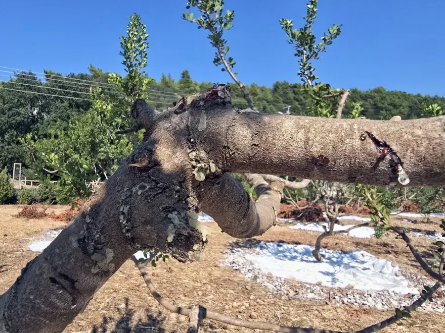 Kilosu 50 bin lira. Yılların bekleyişi sona erdi, hasat başladı 2
