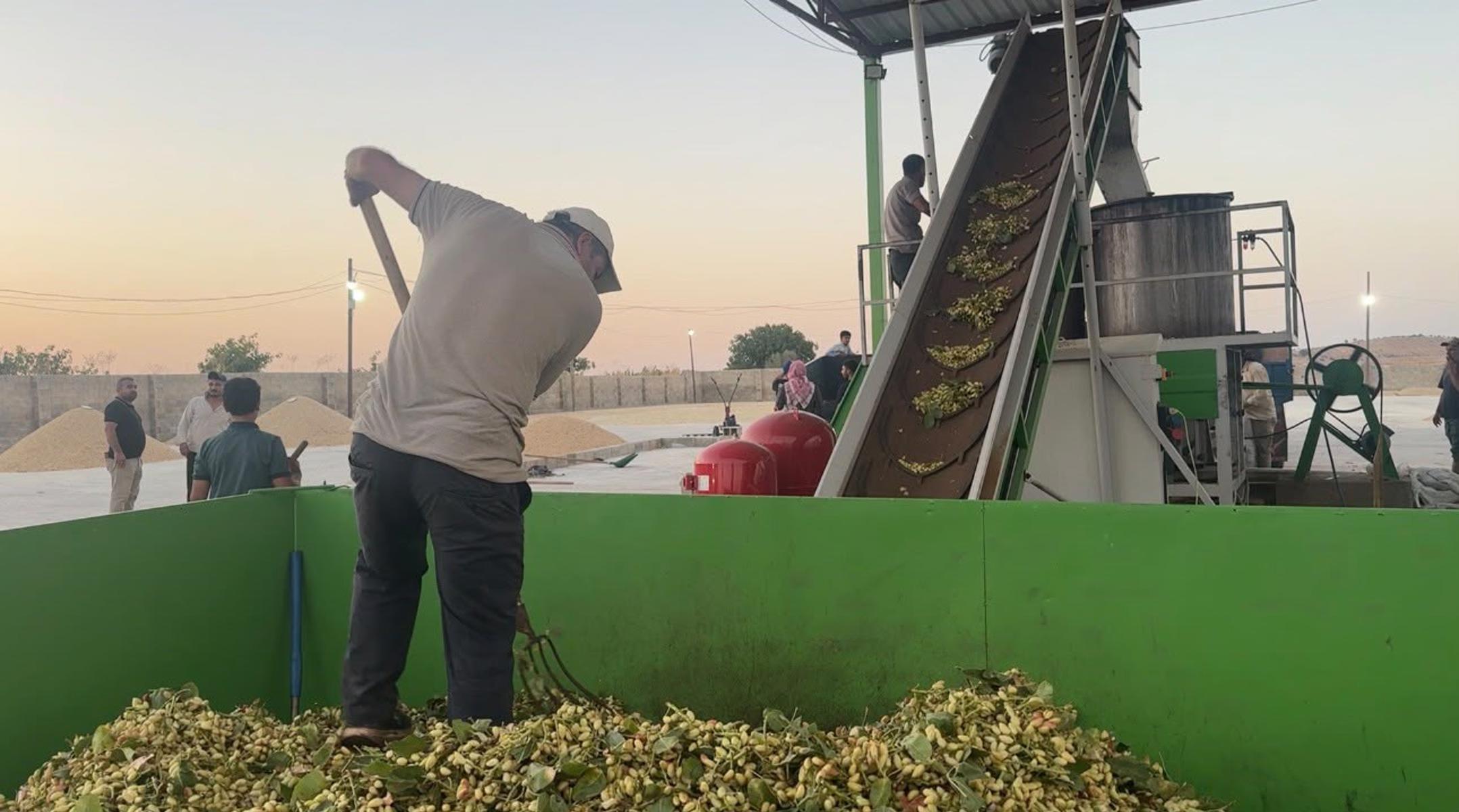 2 bin lirayı buluyor. Hasat sezonu başladı