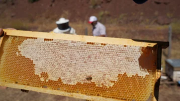 Erzincan’da 120 yıllık arıcılık geleneği sürüyor