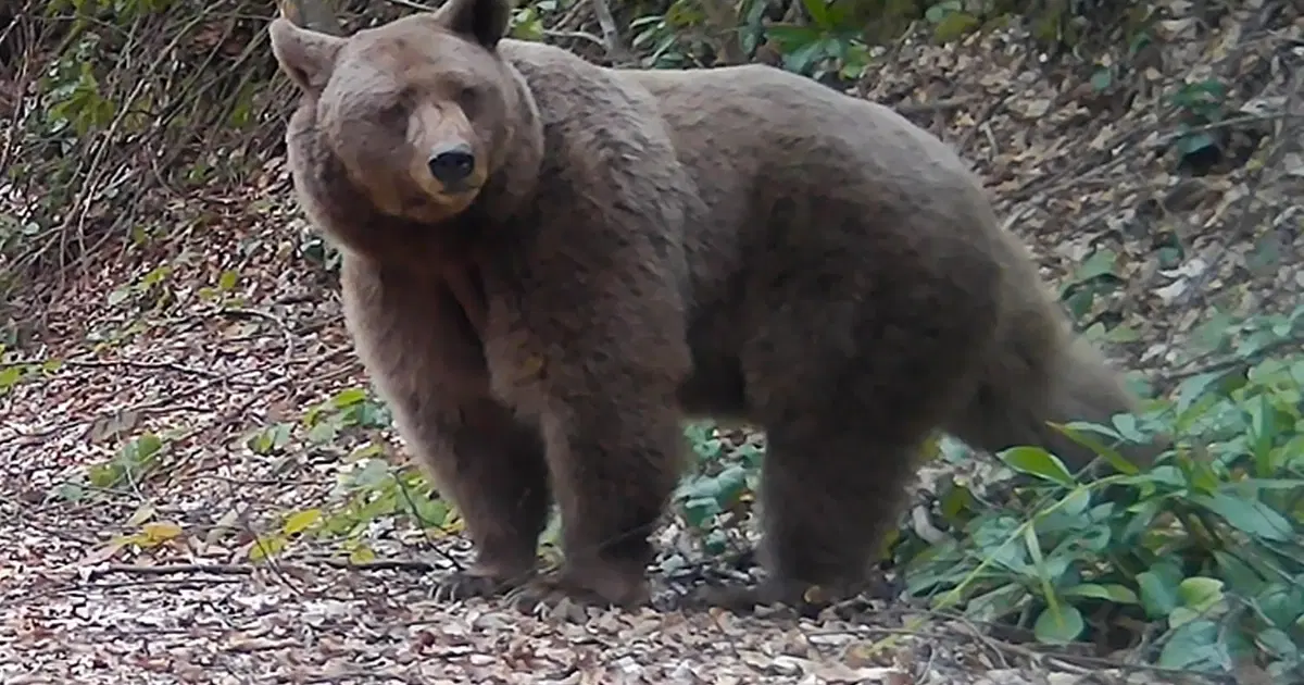 Sakarya’nın yaban hayatı fotokapanda