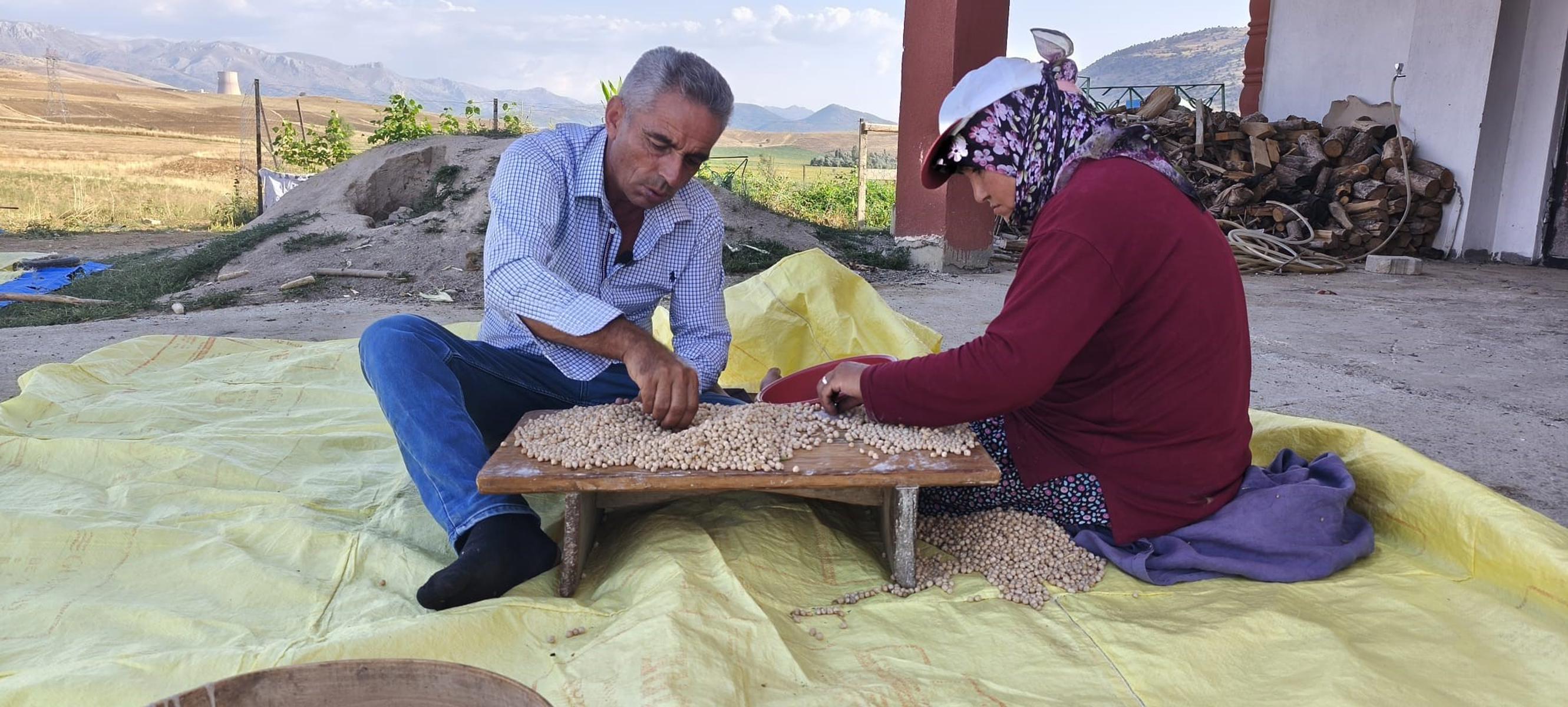 Hasat başladı, kilosu 100 TL'den satılıyor. Geleneksel yöntemlerle temizlenip kurutuluyor