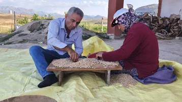 Hasat başladı, kilosu 100 TL'den satılıyor. Geleneksel yöntemlerle temizlenip kurutuluyor