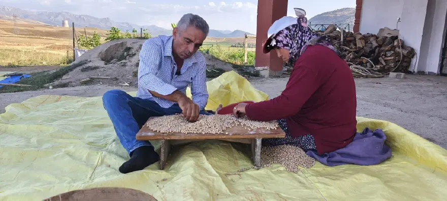 Hasat başladı, kilosu 100 TL'den satılıyor. Geleneksel yöntemlerle temizlenip kurutuluyor Hasat başladı, kilosu 100 TL'den satılıyor. Geleneksel yöntemlerle temizlenip kurutuluyor