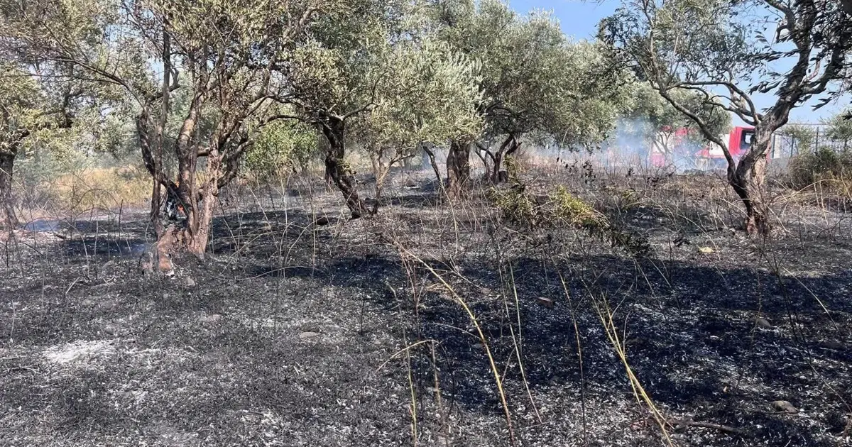 Defne'de zeytinlik alanda yangın çıktı