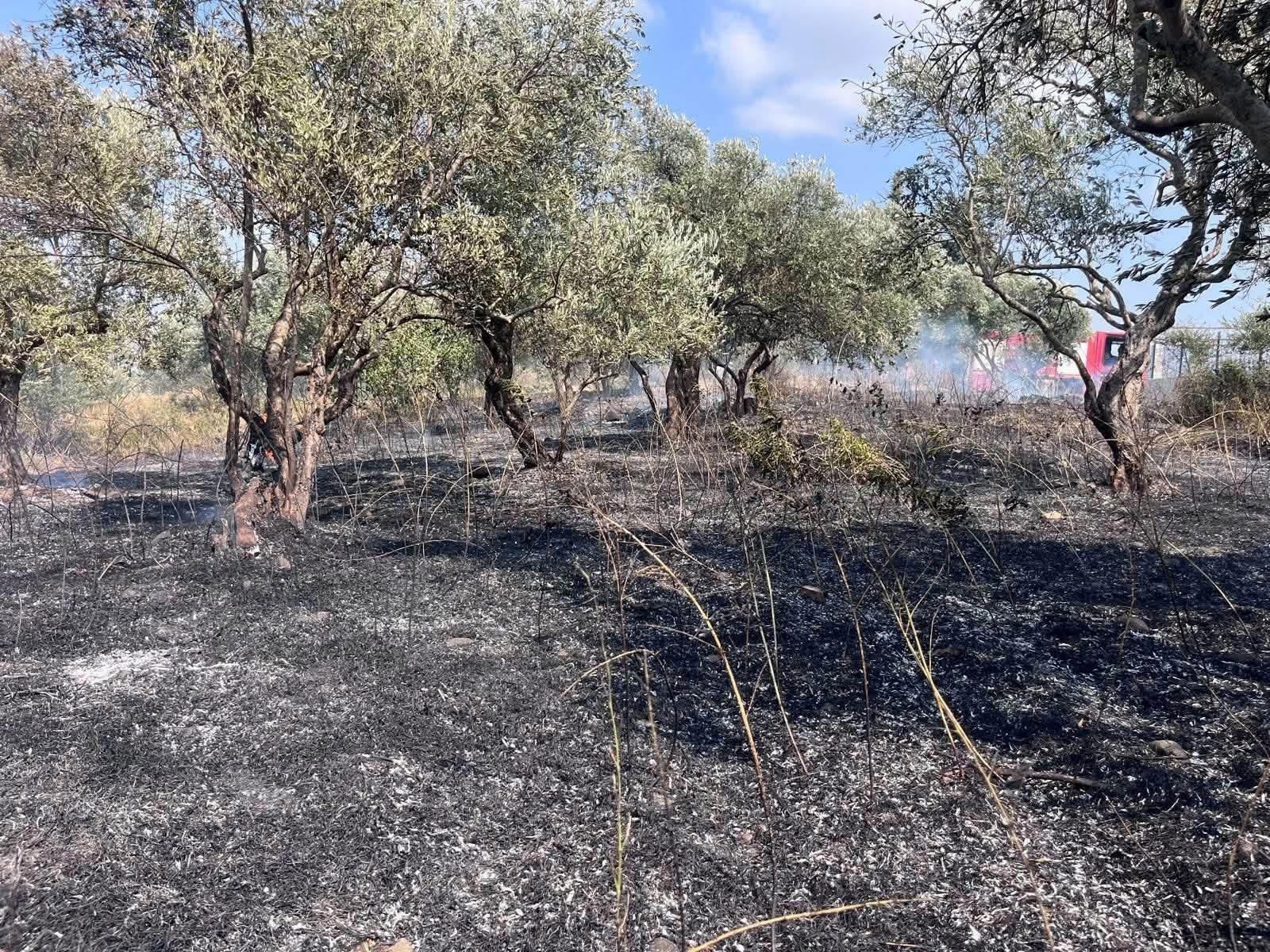 Defne'de zeytinlik alanda yangın çıktı