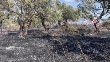 Defne'de zeytinlik alanda yangın çıktı