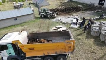 Ayı ağıla girdi, 144 hayvan telef oldu