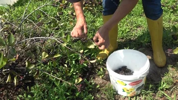 Doğal antioksidan. 5 yıl önce dikti, 4'üncü yılda hasat başladı