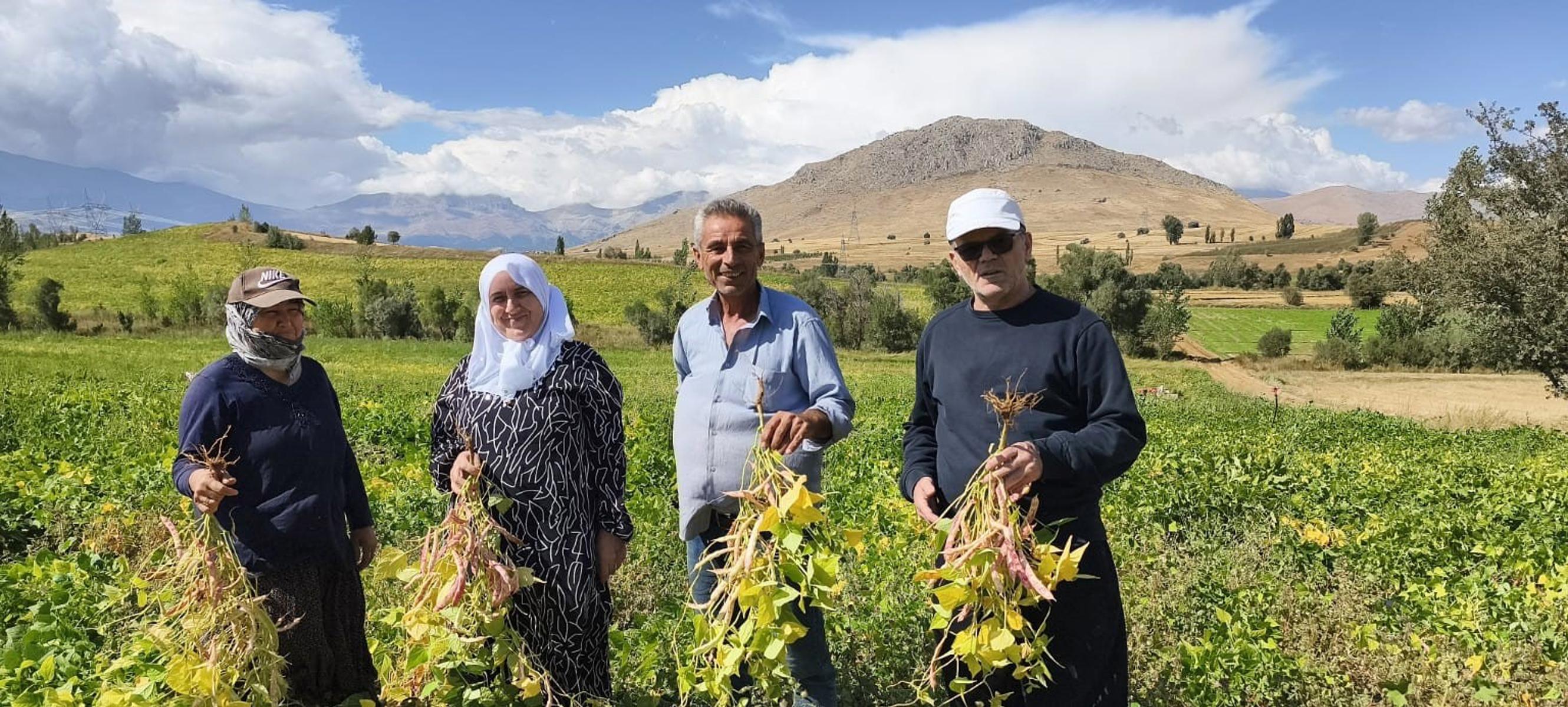 125 lira, hasat başladı. Ayıklanıp satışa hazır hale getiriliyor