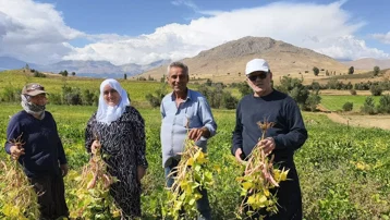125 lira, hasat başladı. Ayıklanıp satışa hazır hale getiriliyor