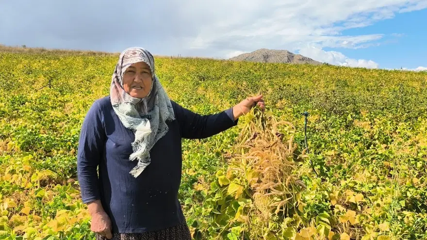 125 lira, hasat başladı. Ayıklanıp satışa hazır hale getiriliyor 3 125 lira, hasat başladı. Ayıklanıp satışa hazır hale getiriliyor 3