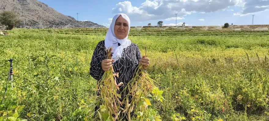 125 lira, hasat başladı. Ayıklanıp satışa hazır hale getiriliyor 2 125 lira, hasat başladı. Ayıklanıp satışa hazır hale getiriliyor 2