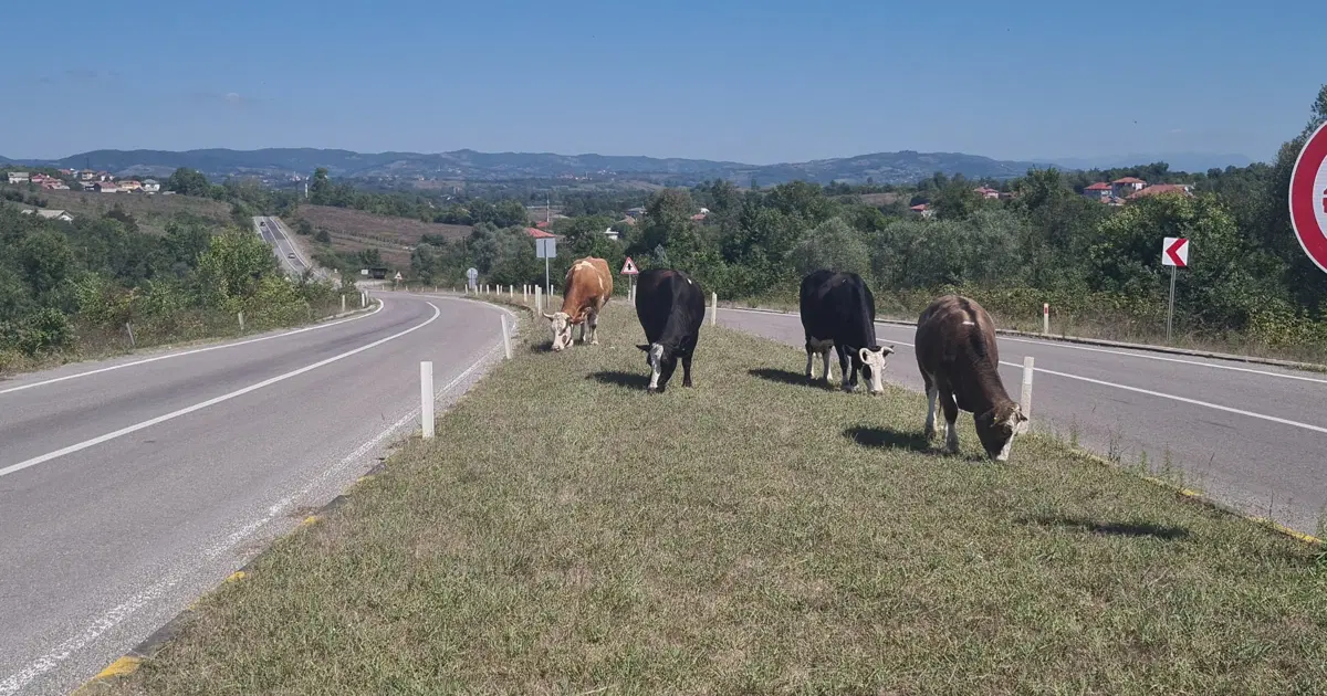 Zonguldak'ta başıboş hayvan tehlikesi: 17 gün önce 6 kişi yaralanmıştı!