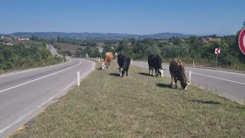 Zonguldak'ta başıboş hayvan tehlikesi: 17 gün önce 6 kişi yaralanmıştı!