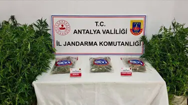 Antalya'da 146 kök kenevir ve 1 kilo 150 gram esrar ele geçirildi