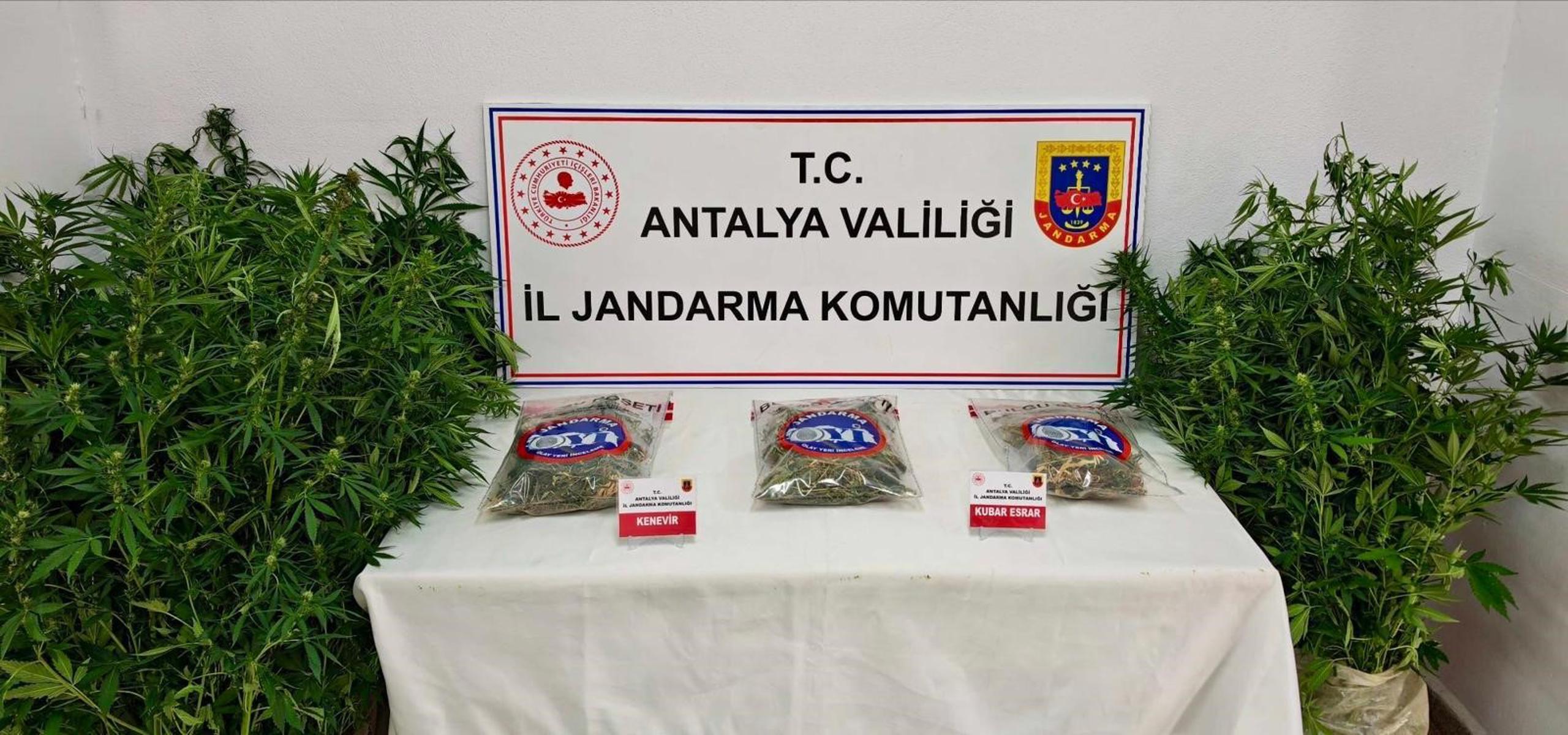 Antalya'da 146 kök kenevir ve 1 kilo 150 gram esrar ele geçirildi
