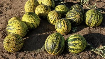 Ağrı'da hasat başladı. Tonlarca verim bekleniyor