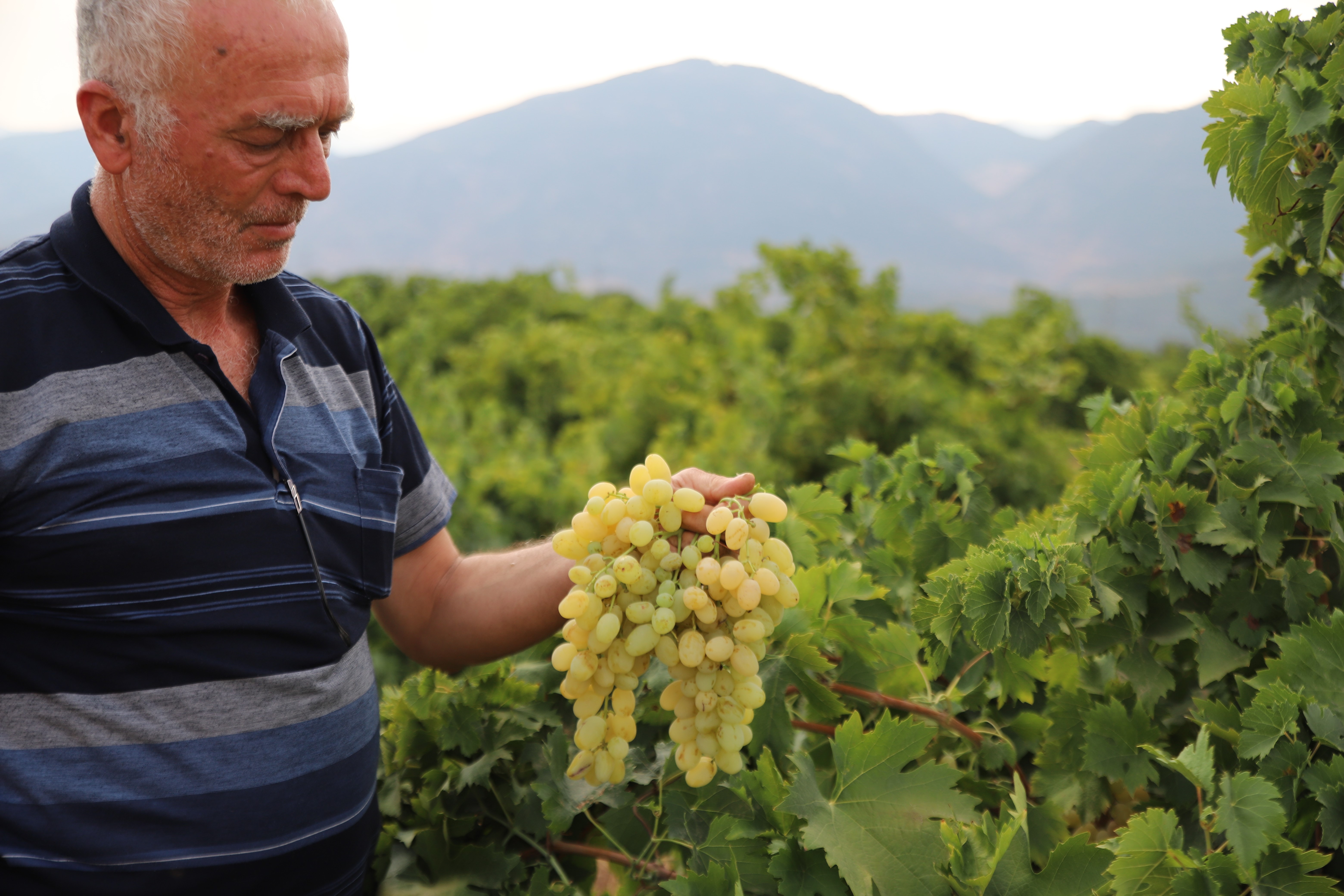 Hatun parmağı ve Antep karasında hasat başladı. Markette 80 liraya satılıyor
