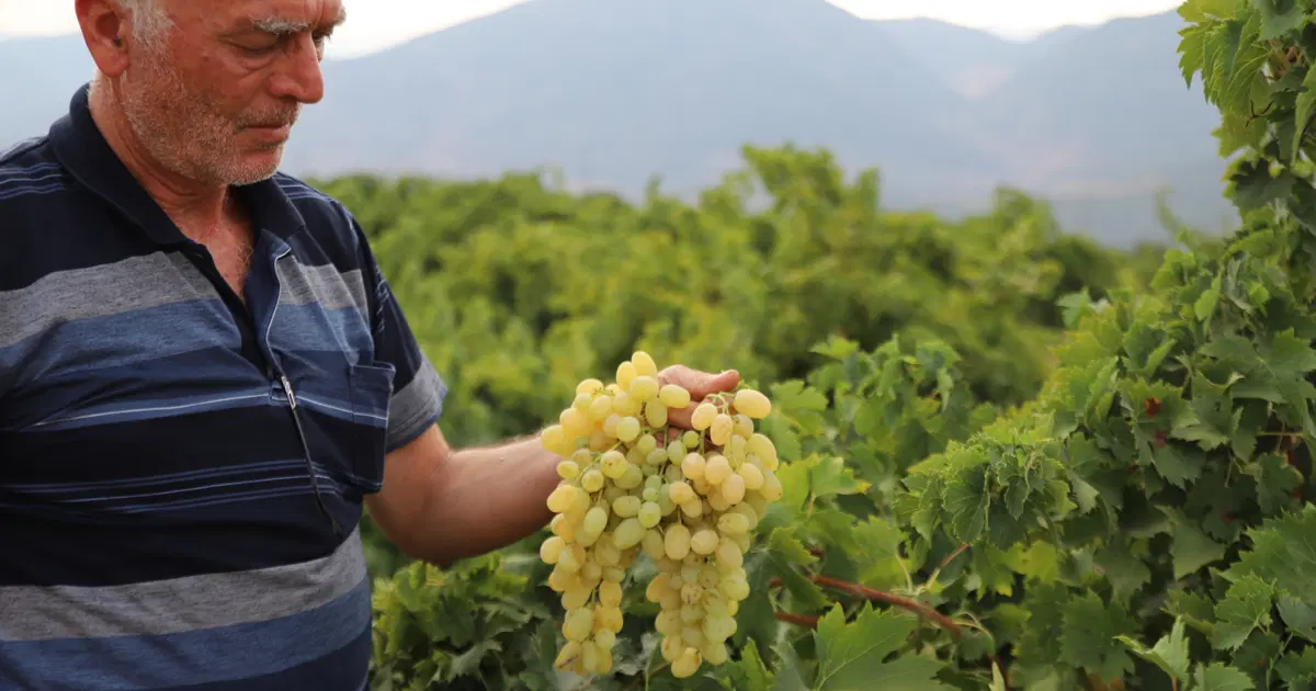 Hatun parmağı ve Antep karasında hasat başladı. Markette 80 liraya satılıyor