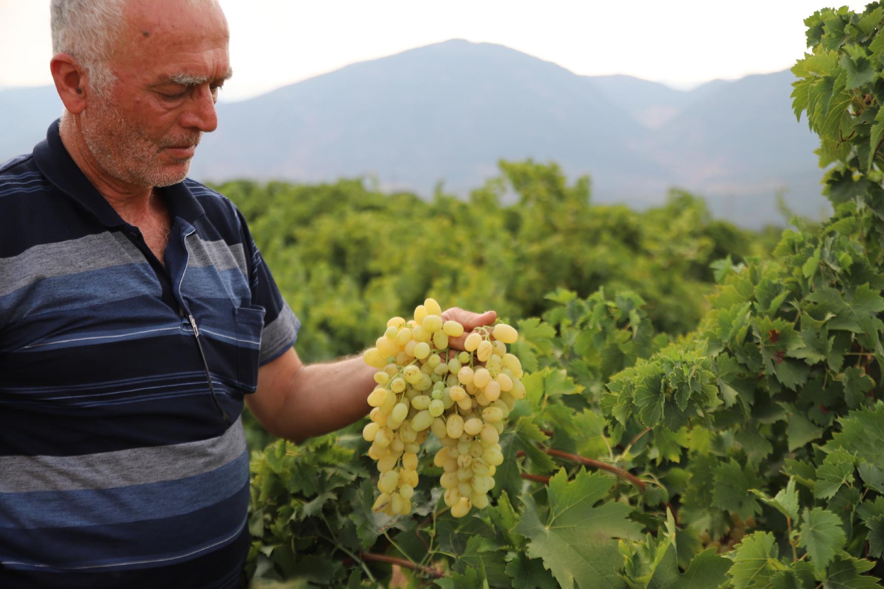 Hatun parmağı ve Antep karasında hasat başladı. Markette 80 liraya satılıyor
